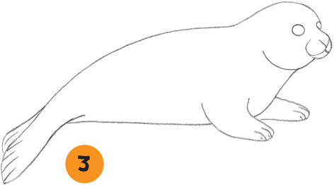 472x262 Harp Seal - Baby Seal Sketch