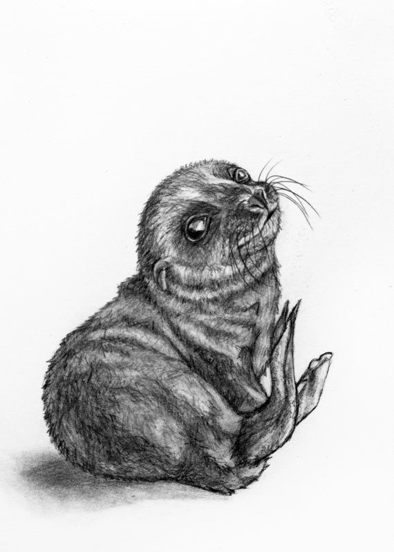 570x799 Original Pencil Drawing - Baby Seal Sketch