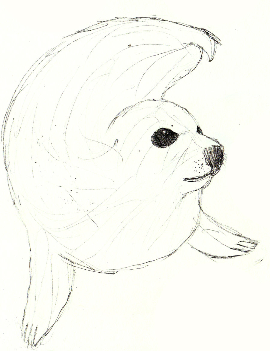 900x1169 Seal Sketch By Bobcat423 - Baby Seal Sketch