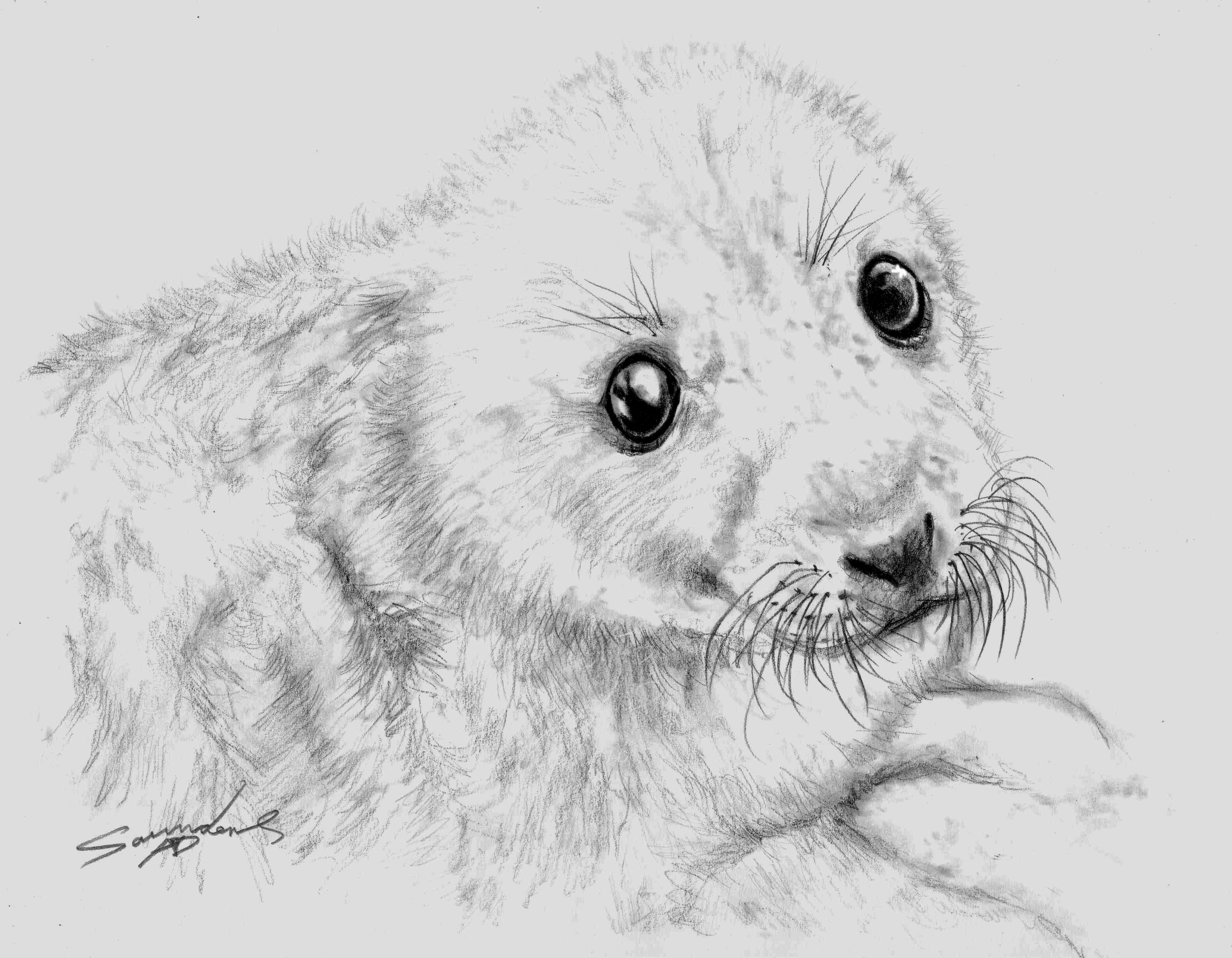 3152x2452 Time Lapse Drawing Baby Seal - Baby Seal Sketch