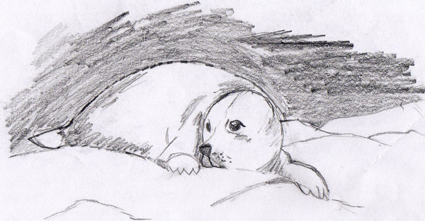 600x313 Baby Seal Sketch By Starofdusk - Baby Seal Sketch