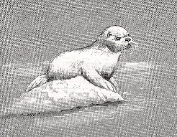 600x465 Baby Seal - Baby Seal Sketch