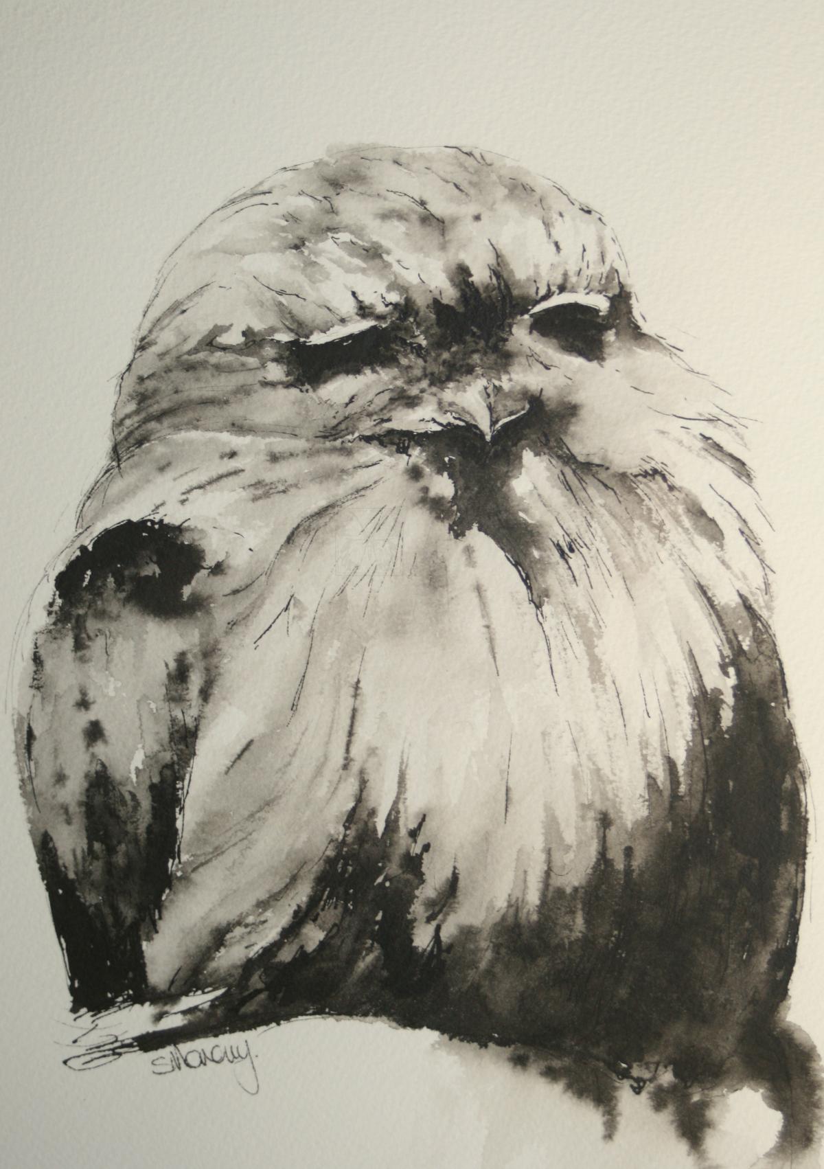 1200x1702 Baby Tawny Artists For Conservation Members Gallery - Baby Sketch Artists