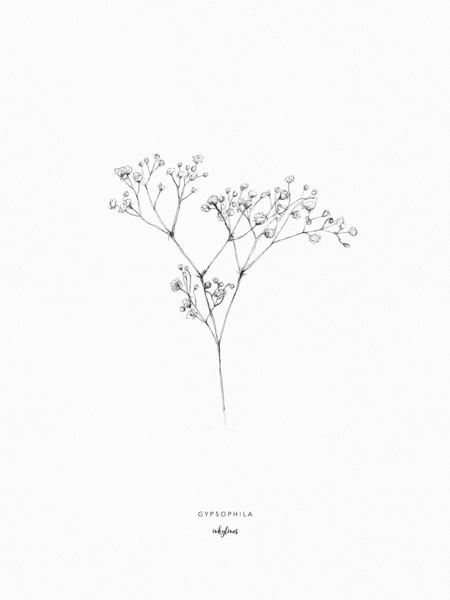 900x1200 15 Baby S Breath Sketch Lq - Baby Sketch Pictures