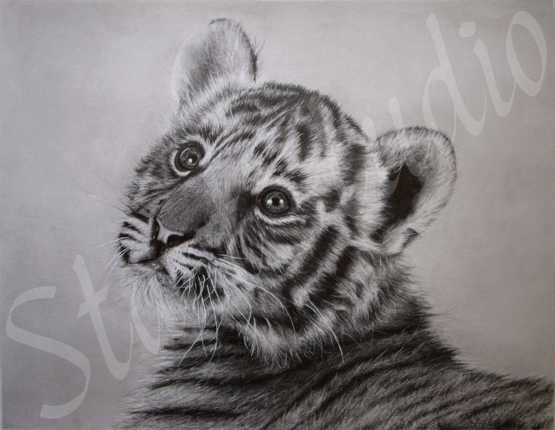 1878x1454 Baby Tiger Sketch Tiger Sketch Inner Artist Tiger - Baby Tiger Sketch