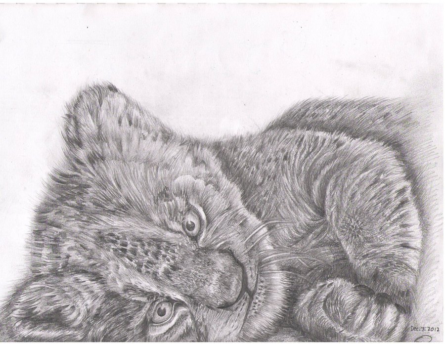 900x696 Baby Tiger Sketch By Sarah Dulaimi - Baby Tiger Sketch