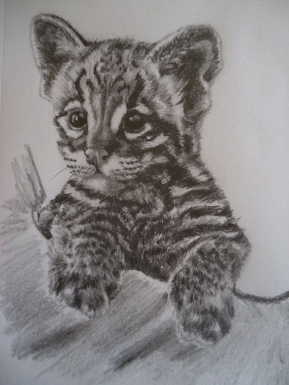 570x760 Baby Tiger Tiger Cub Tiger Portraitdrawing By Ecoartportraits - Baby Tiger Sketch
