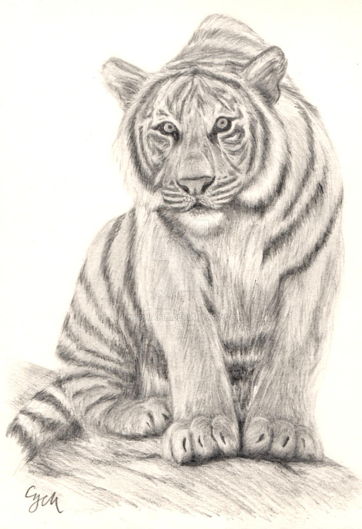 739x1080 Baby Tiger Cubs Drawing - Baby Tiger Sketch