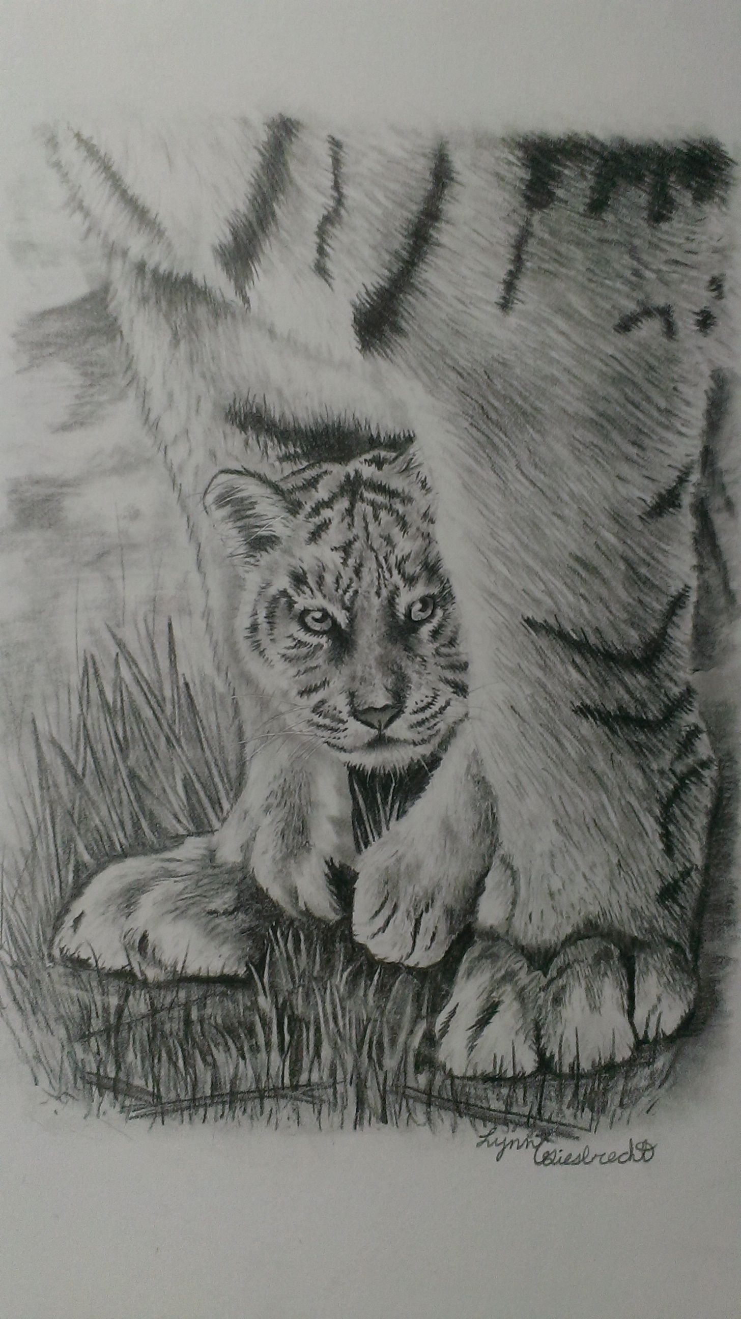 1456x2592 Baby Tiger Pencil Drawing. - Baby Tiger Sketch