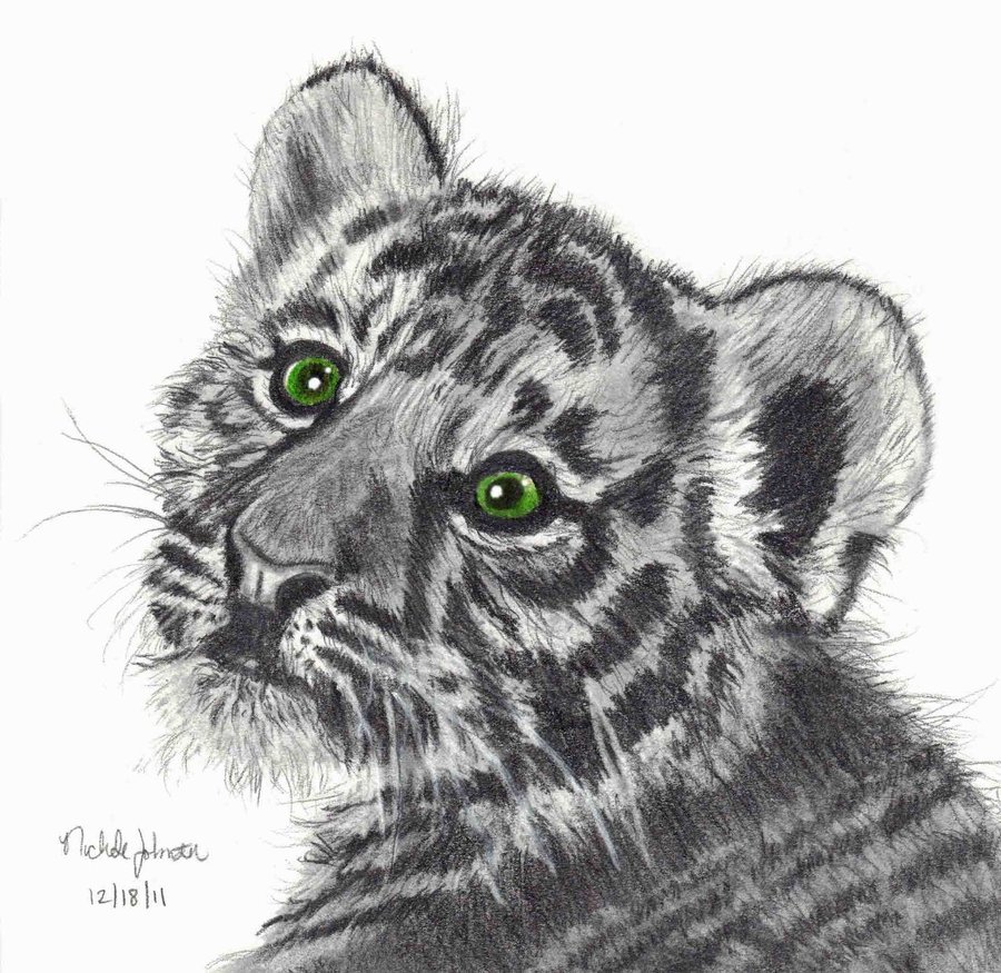 Baby Tiger Sketch At Paintingvalley Com Explore Collection Of Baby Tiger Sketch