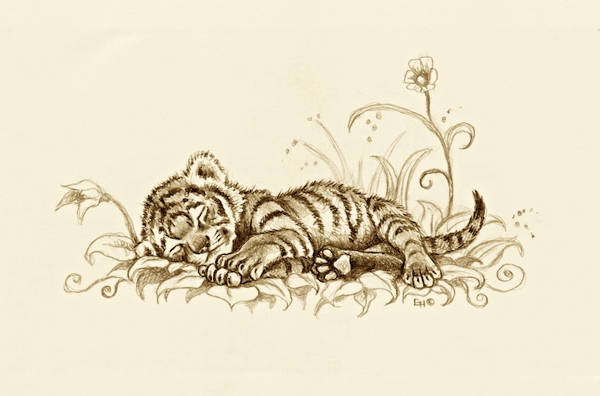 600x396 Drawn Tiger Baby Tiger - Baby Tiger Sketch