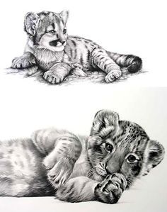 236x299 Drawn Kittens Baby Tiger - Baby Tiger Sketch