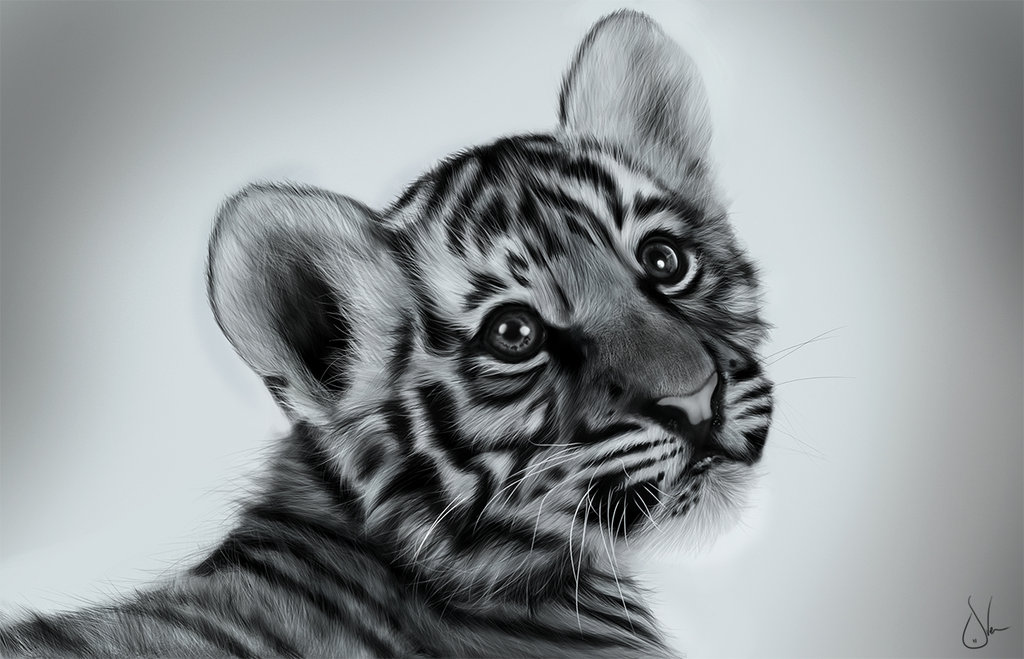 Baby Tiger Sketch at Explore collection of Baby