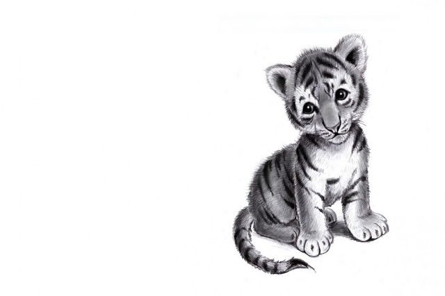 640x427 Online Shop Baby Tiger Pencil Drawing Sad Mood Living Room Home - Baby Tiger Sketch