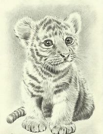 211x275 The 18 Best Tattoos Images Cubs Tattoo, Pencil - Baby Tiger Sketch