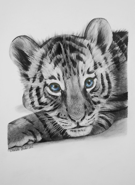 437x600 Baby Tiger Face By Charlotte Bowker - Baby Tiger Sketch