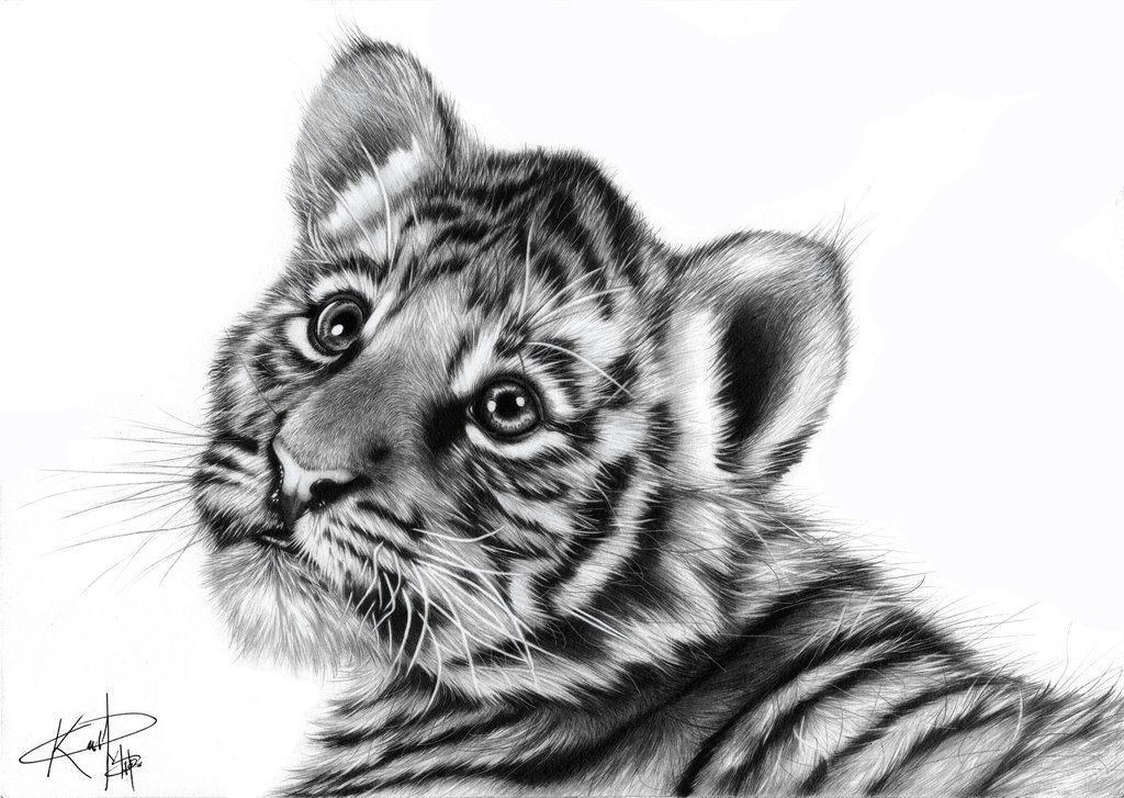 1024x727 Realistic Baby Animals - Baby Tiger Sketch