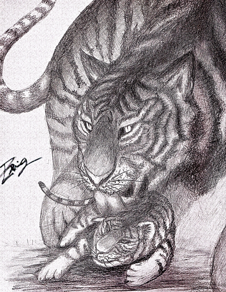 768x992 Baby Tiger - Baby Tiger Sketch