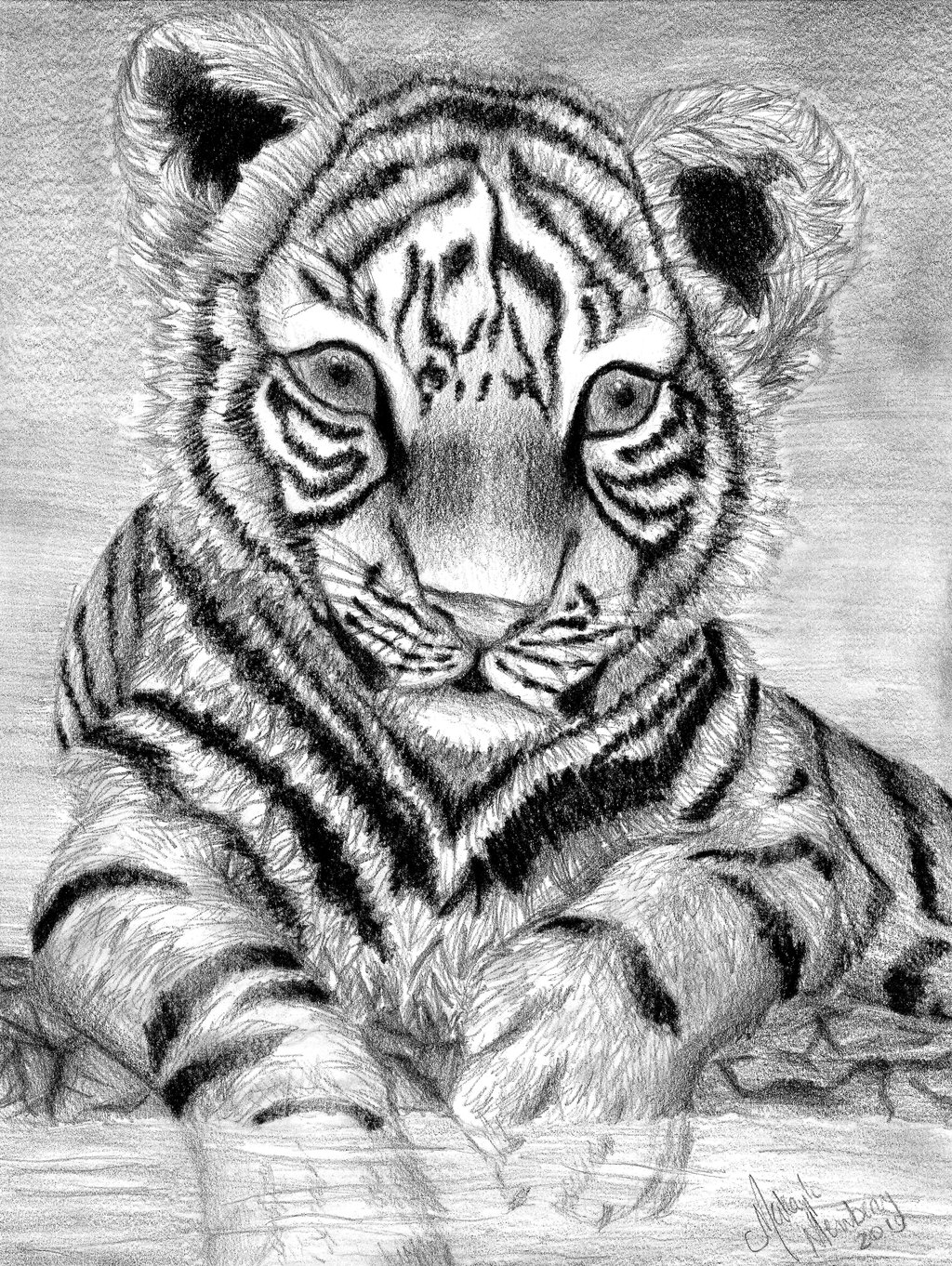 1024x1362 Baby Tiger Drawings Baby Tigerssdancer - Baby Tiger Sketch