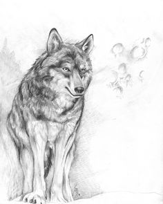 236x295 7 Best Wolves Images Baby Wolves, Wolf Drawings And - Baby Wolf Sketch
