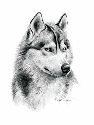 Baby Wolf Sketch at PaintingValley.com | Explore collection of Baby ...