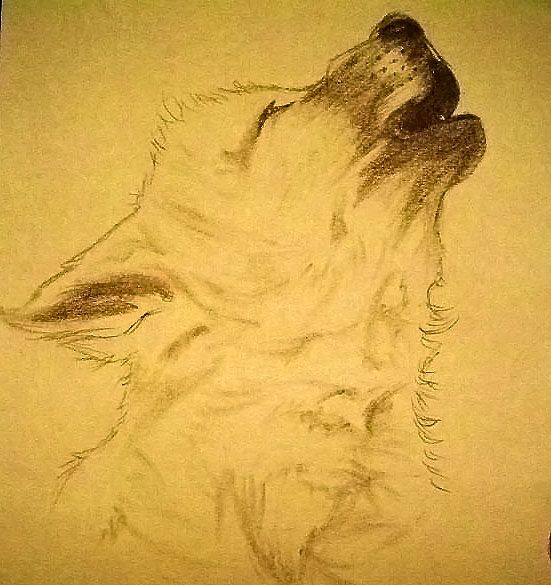 551x585 Baby Wolf Drawing - Baby Wolf Sketch