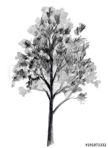 364x500 Hand Drawn Sketch. Tree Illustration. Back Element Isolated On - Back Of Hand Sketch