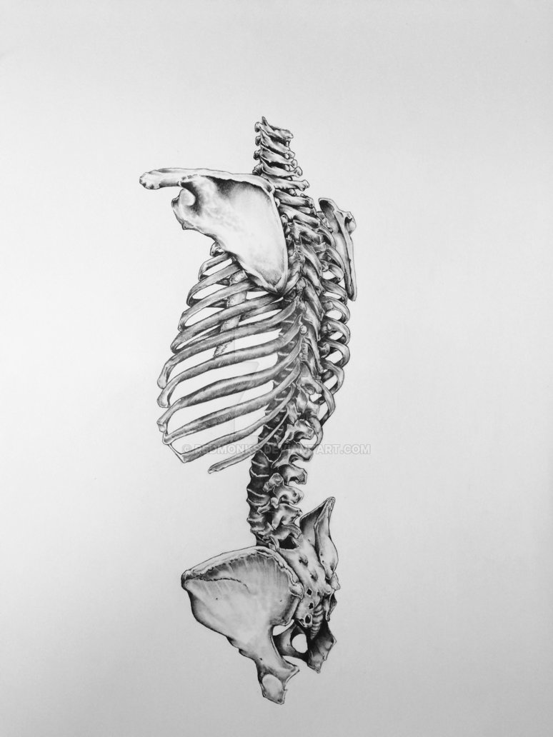 774x1032 Human Backbone By Redmonks - Backbone Sketch