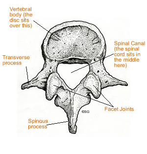 300x315 Human Spinal Anatomy - Backbone Sketch