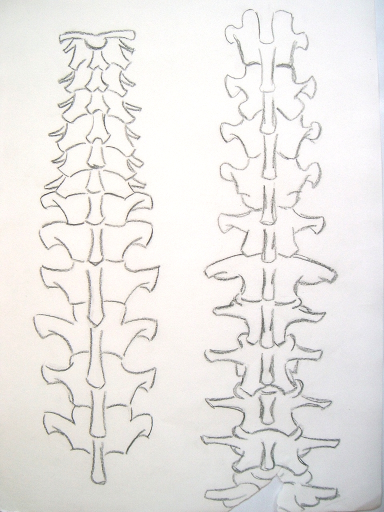 768x1024 Human Spine Sketch - Backbone Sketch