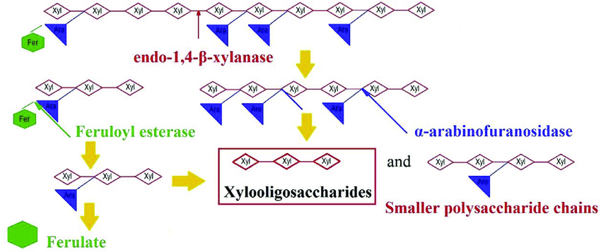 850x357 Sketch Of Arabinoxylan Structure Found In Cereal Bran. Xylans - Backbone Sketch