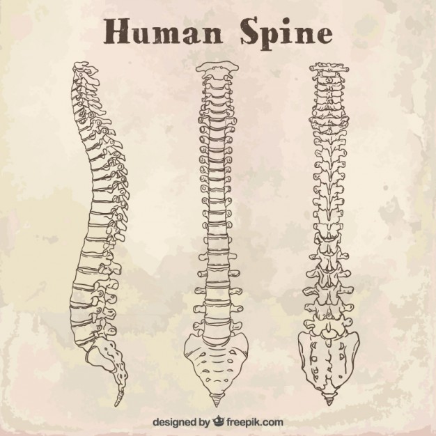 626x626 Sketches Human Spine Vector Free Download - Backbone Sketch