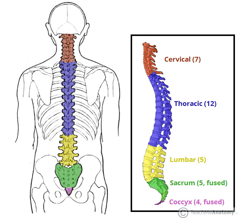 797x721 The Vertebral Column - Backbone Sketch