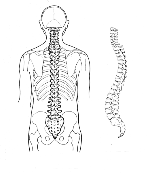 Backbone Sketch at PaintingValley.com | Explore collection of Backbone