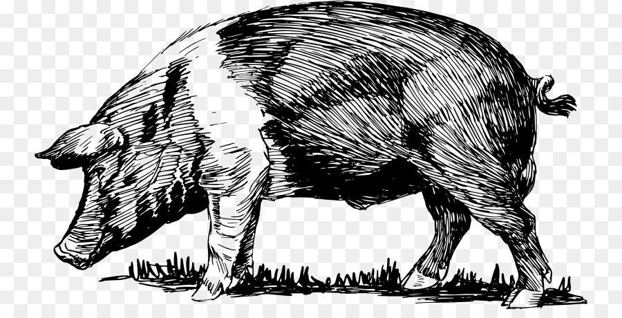 900x460 Domestic Pig Peccary Bacon Snout Clip Art - Bacon Sketch