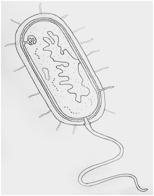 315x400 How To Draw A Cell Diagram Amazing An Animal Cell Drawing Flow - Bacteria Sketch