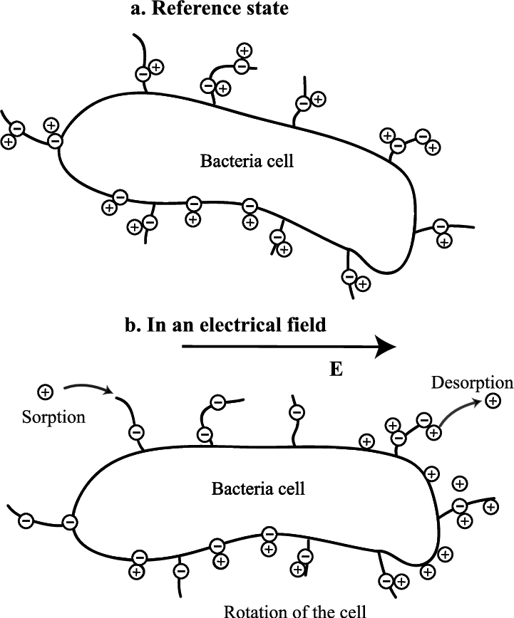 721x868 Sketch Of The A Type Polarization Of The Bacteria Cell. The - Bacteria Sketch
