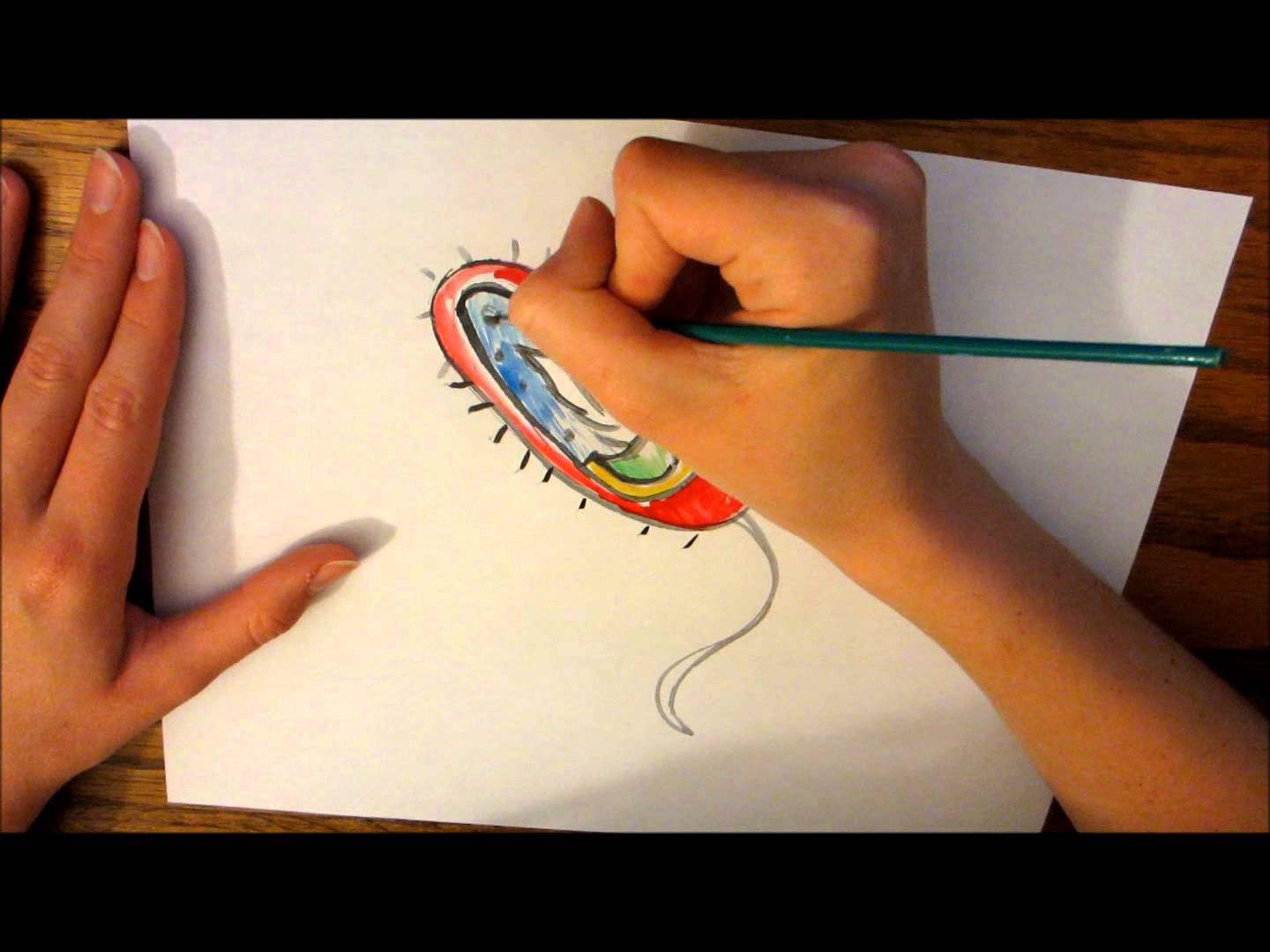 1440x1080 A Bacteria Cell Drawing - Bacteria Sketch