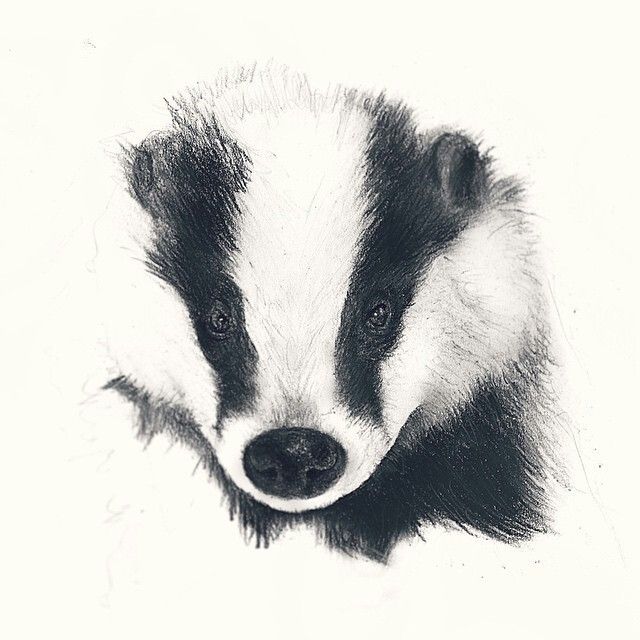 640x640 Badger Done In Pencil Hufflepuff Drawings - Badger Sketch