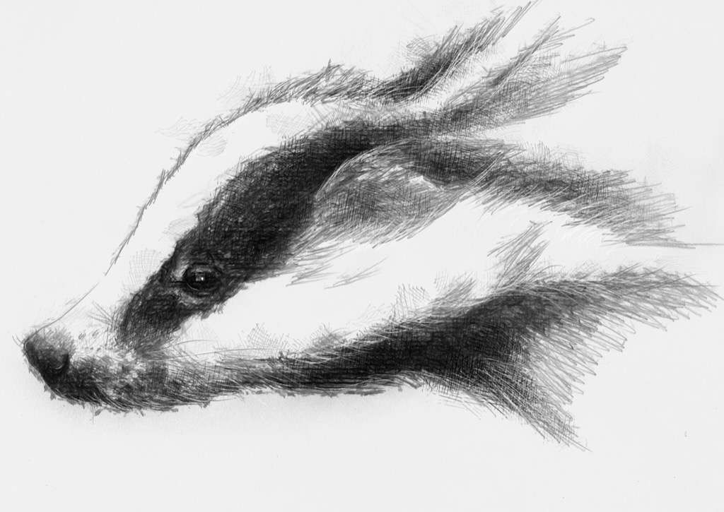 1024x725 Badger In 2018 Diy Meuble De Chevet Sketches - Badger Sketch