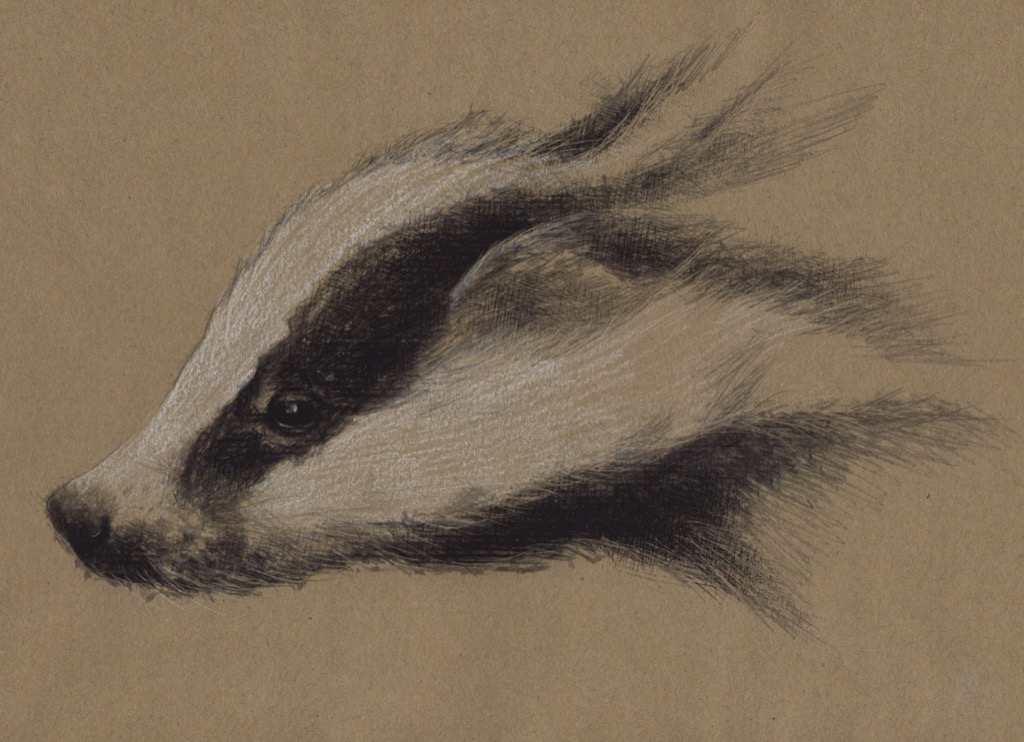 1024x742 Badger Sketch - Badger Sketch