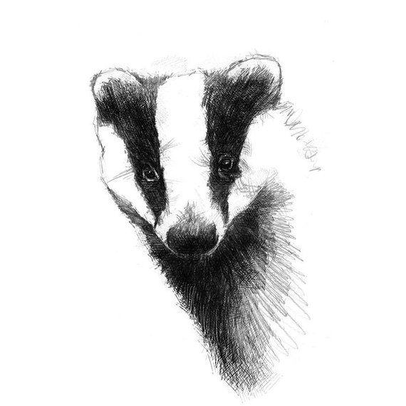 570x570 Badger Sketch Limited Edition Fine Art Print From Original Etsy - Badger Sketch