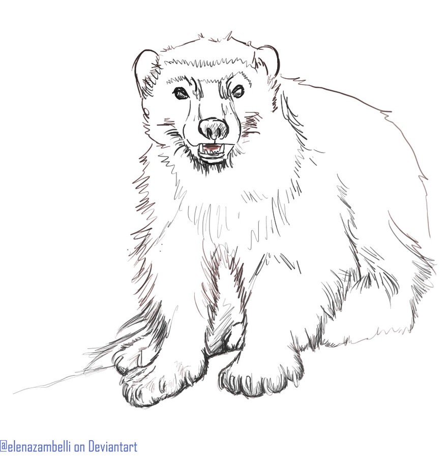 879x909 Badger Sketch By Elenazambelli - Badger Sketch
