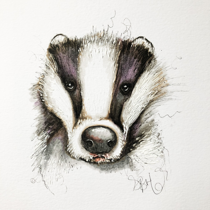 800x800 Badger Sketch Print On Canvas - Badger Sketch