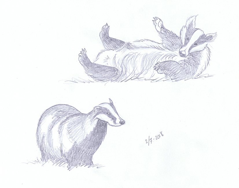 826x650 Daily Sketch 77 - Badger Sketch