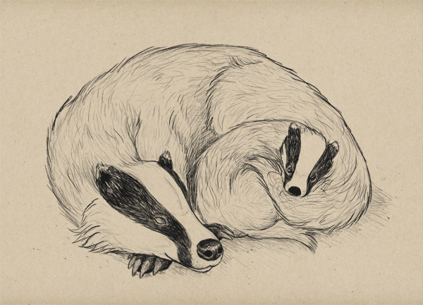 600x433 Draw A Cute Badger Scene Step By Step - Badger Sketch