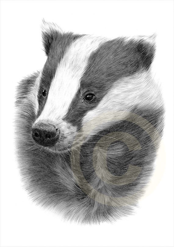 570x806 European Badger Pencil Drawing Print - Badger Sketch
