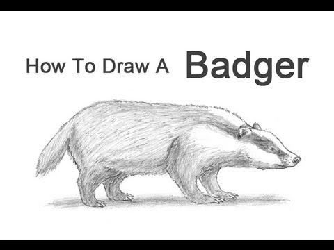 480x360 How To Draw A Badger - Badger Sketch