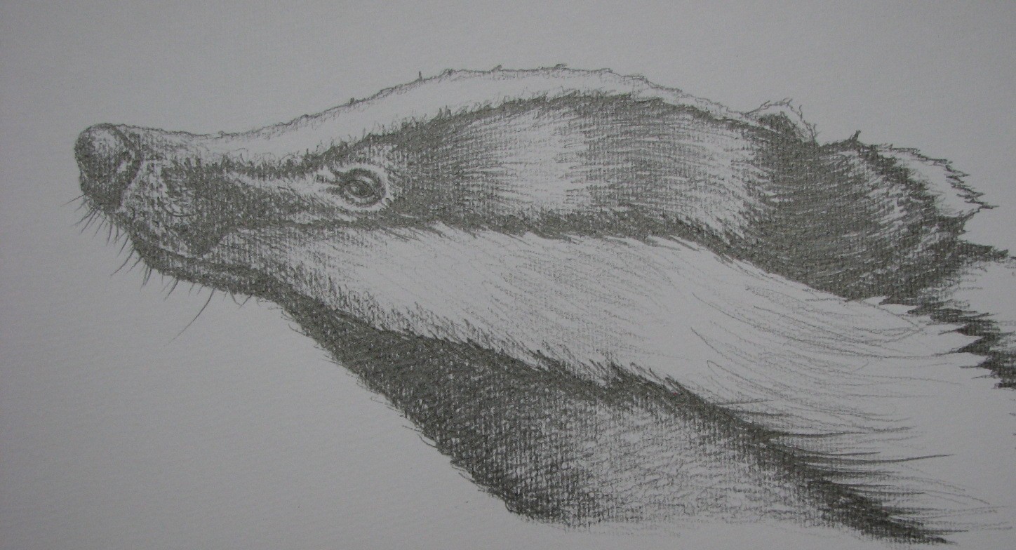 1448x784 Badger Sketch - Badger Sketch