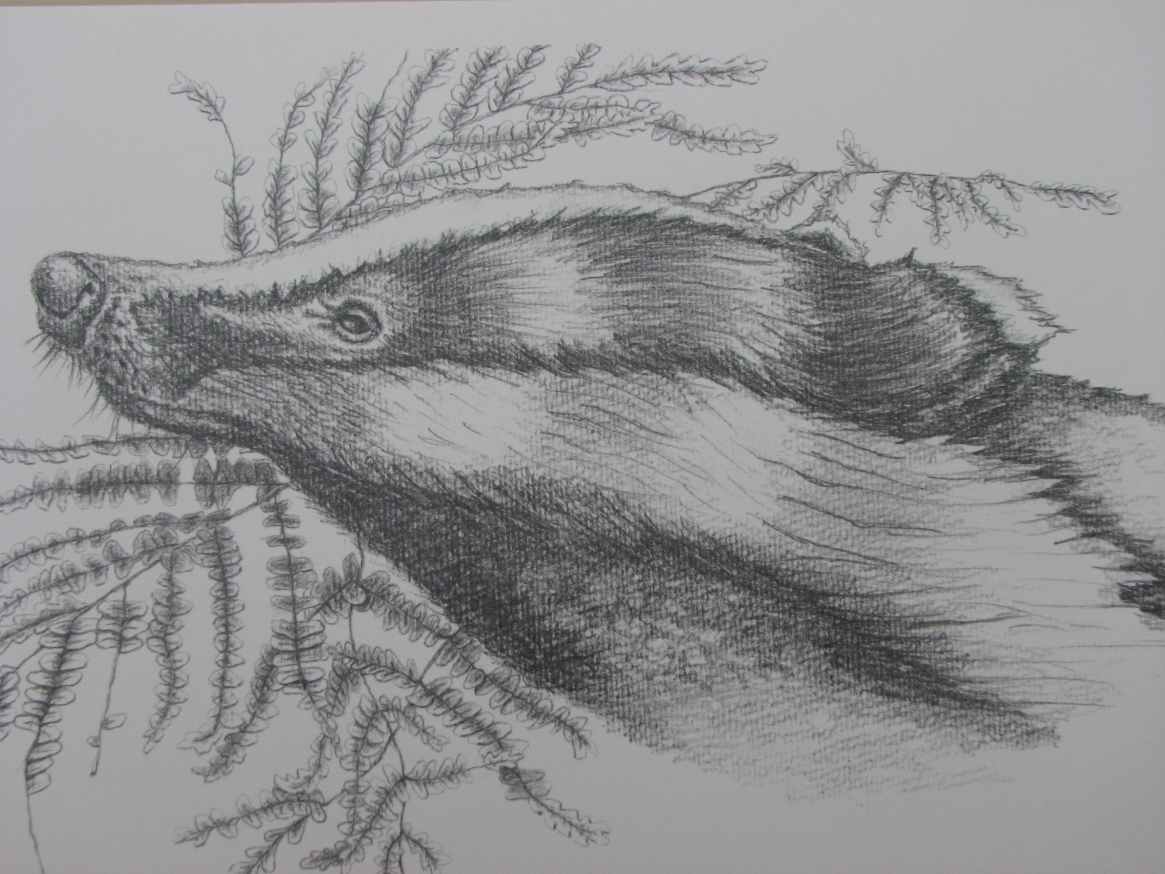 2272x1704 Badger Sketch Detail Cath Hodsman, British Wildlife And Natural - Badger Sketch